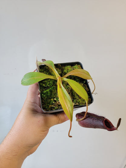 Nepenthes spectabilis x lowii BE