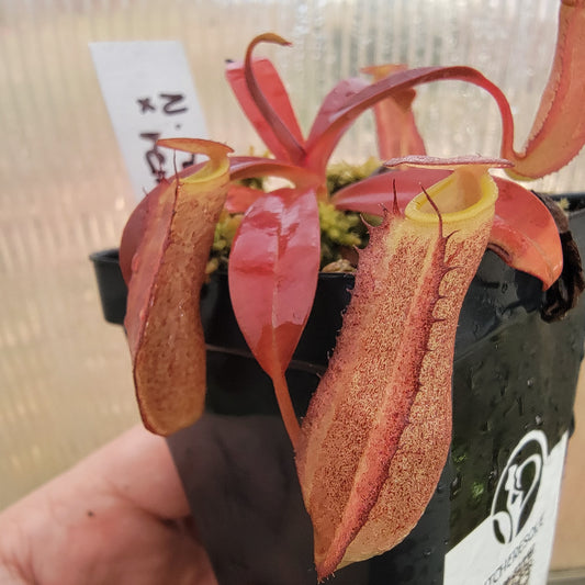 Nepenthes ramispina x reinwardtiana BE