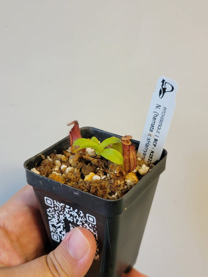 Nepenthes hamata x xHarryana BCP