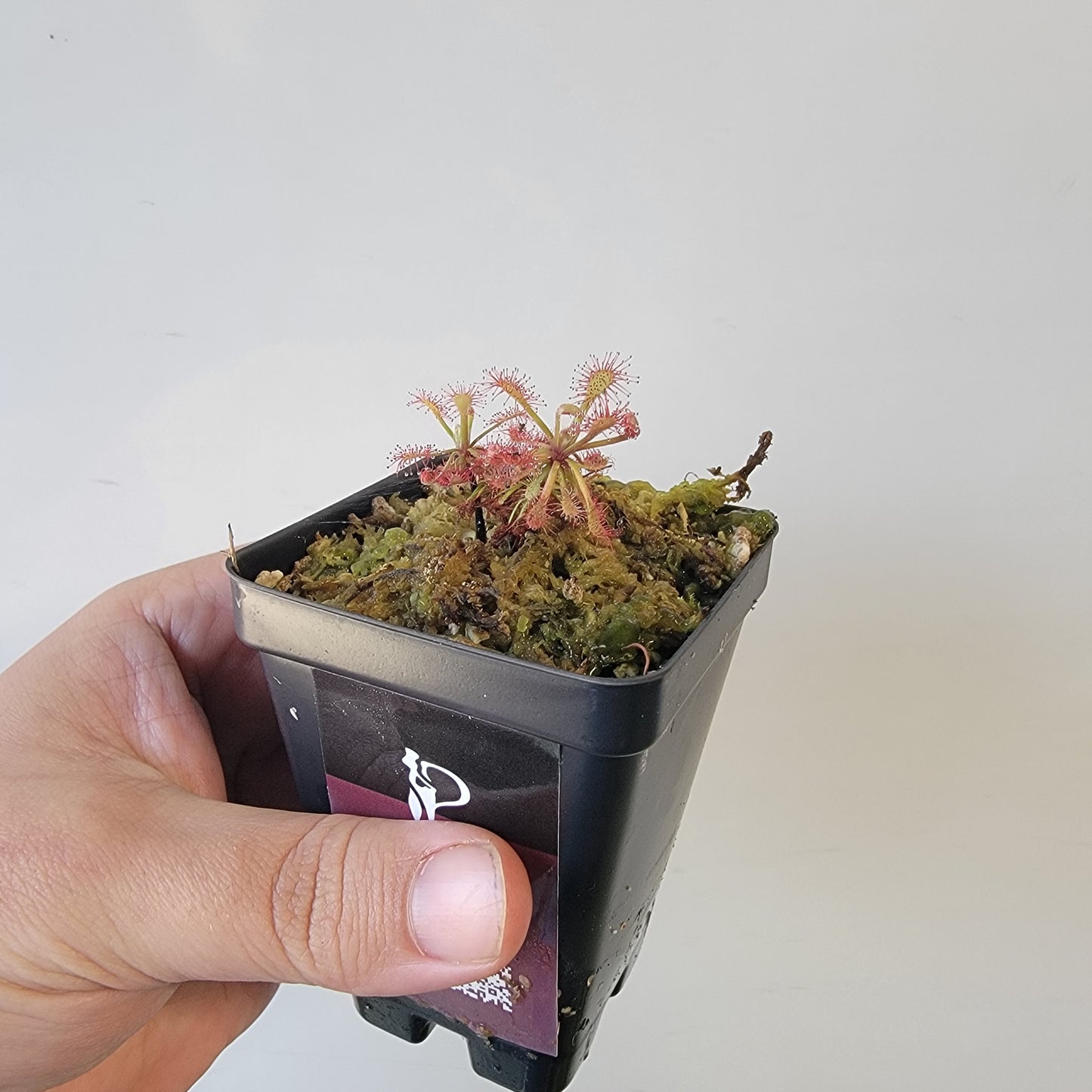 Drosera aff. roraimae BCP