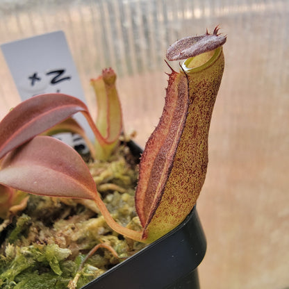 Nepenthes ramispina x reinwardtiana BE