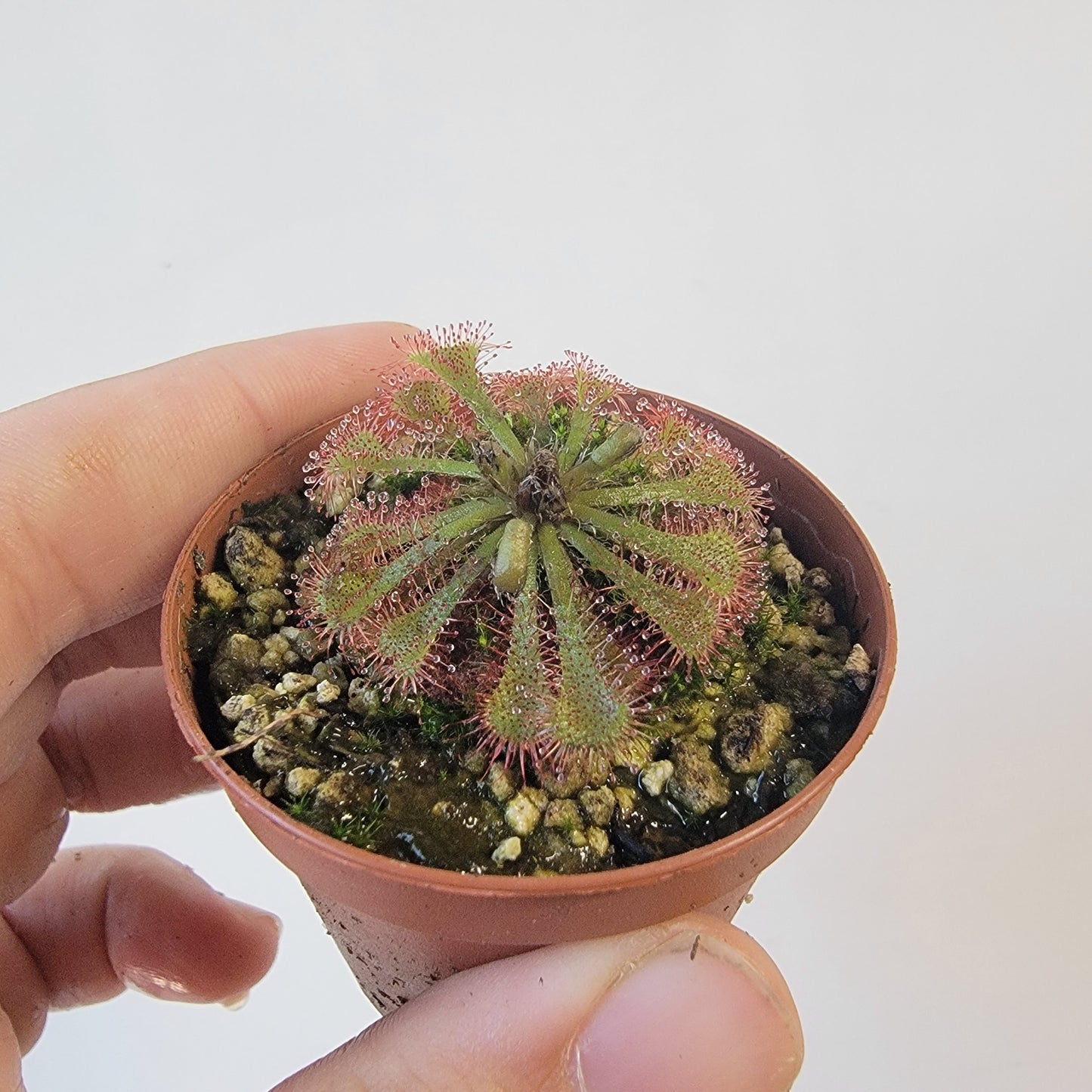 Drosera spathulata