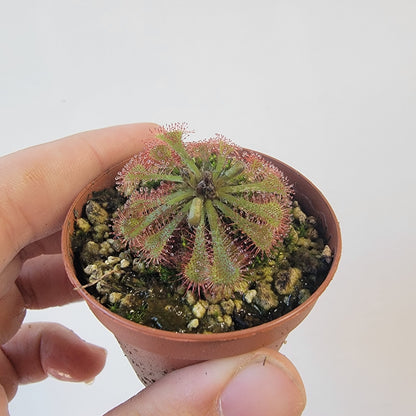 Drosera spathulata