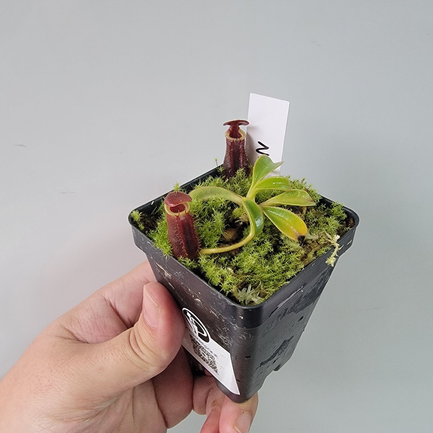 Nepenthes lowii BE *New Clone*