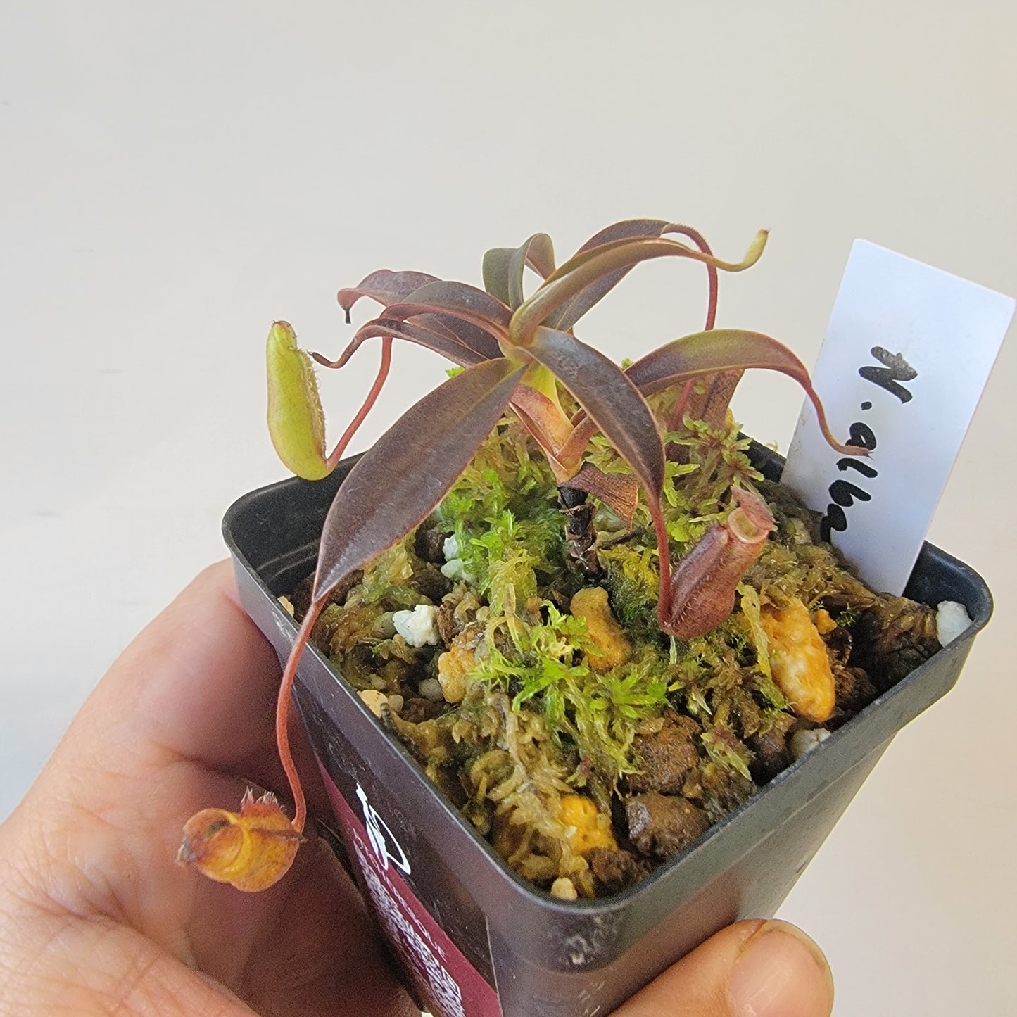 Nepenthes alba BCP