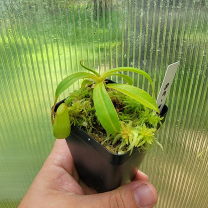 Nepenthes ventricosa BE