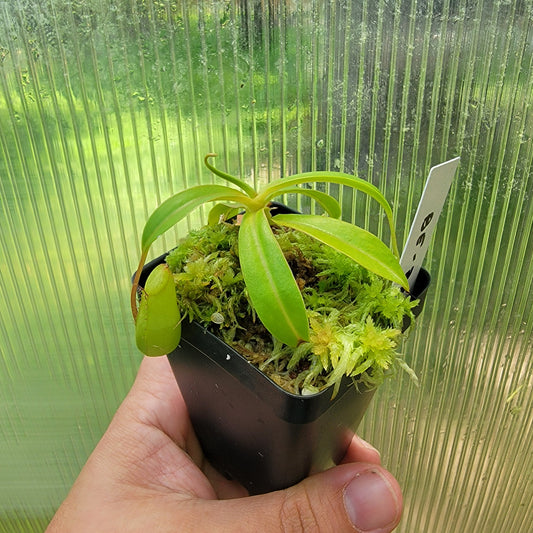 Nepenthes ventricosa BE