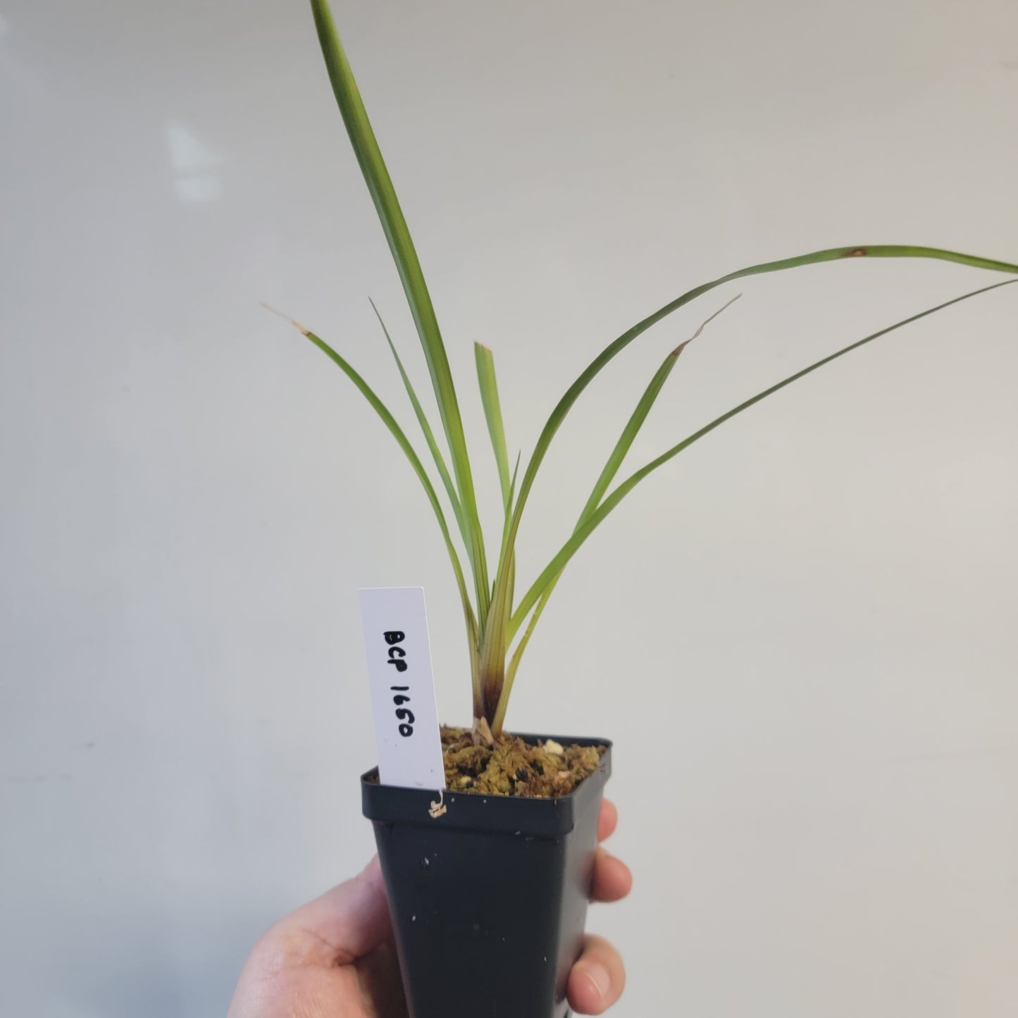 Brocchinia acuminata BCP