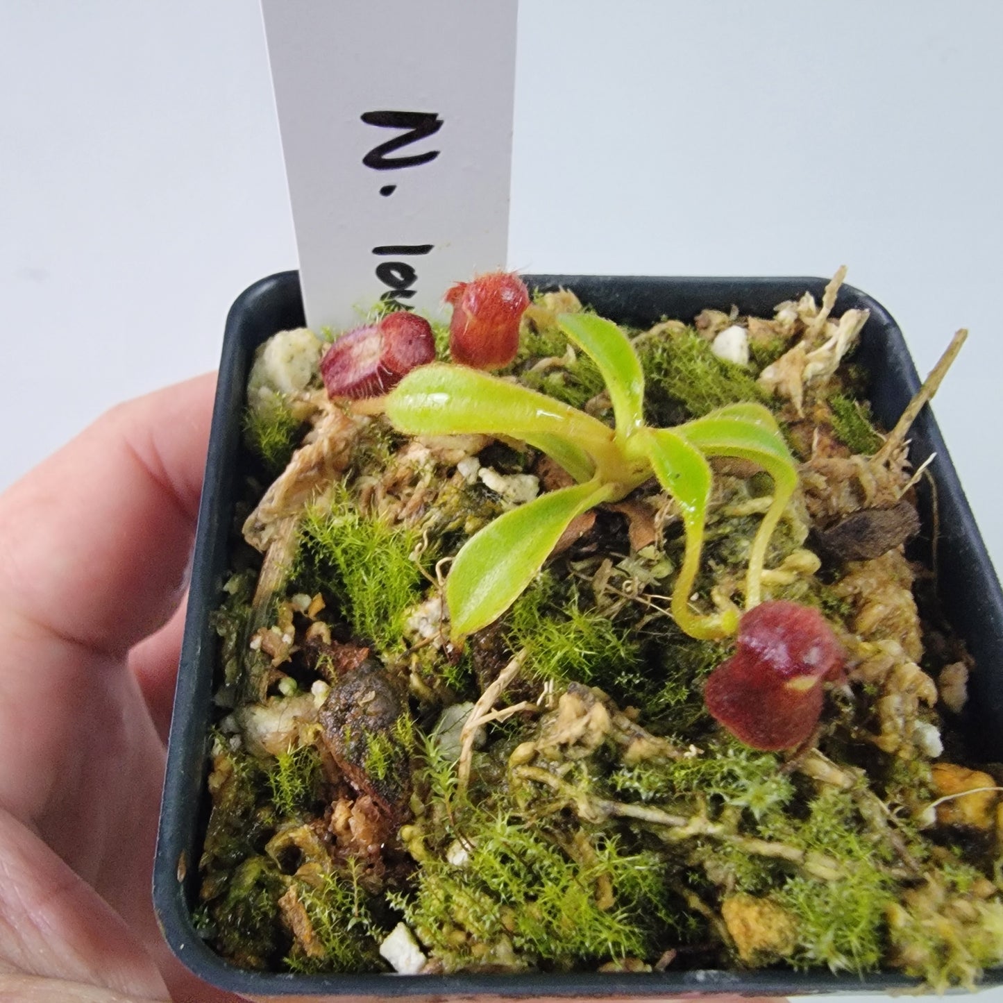 Nepenthes lowii BE *New Clone*