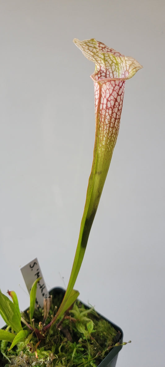 Sarracenia 'Martha's Furnace'
