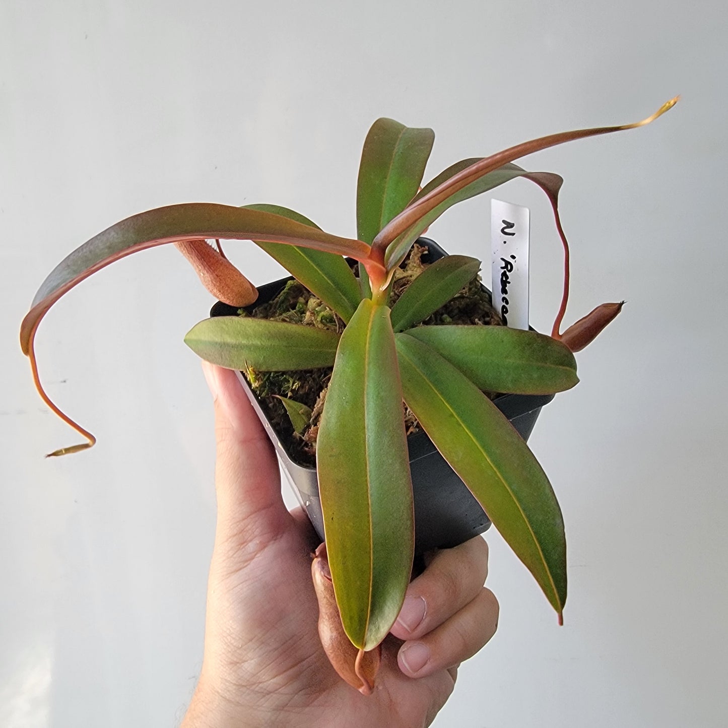 Nepenthes "Rebecca Soper"