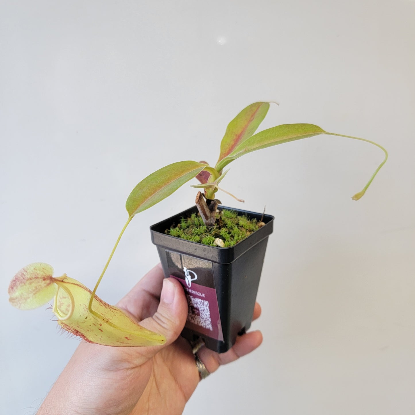 Nepenthes thorelii x maxima (x Rokko) MBRS clone