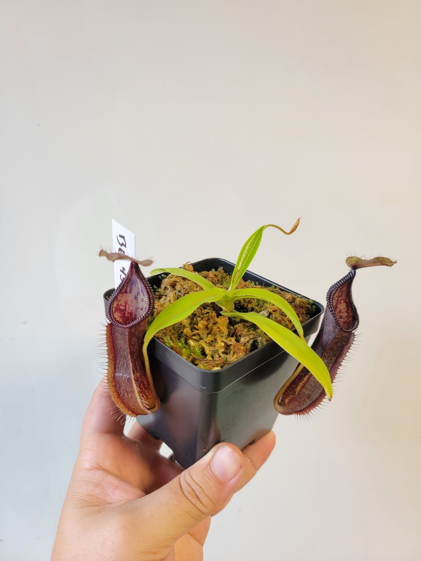 Nepenthes singalana x hamata BE