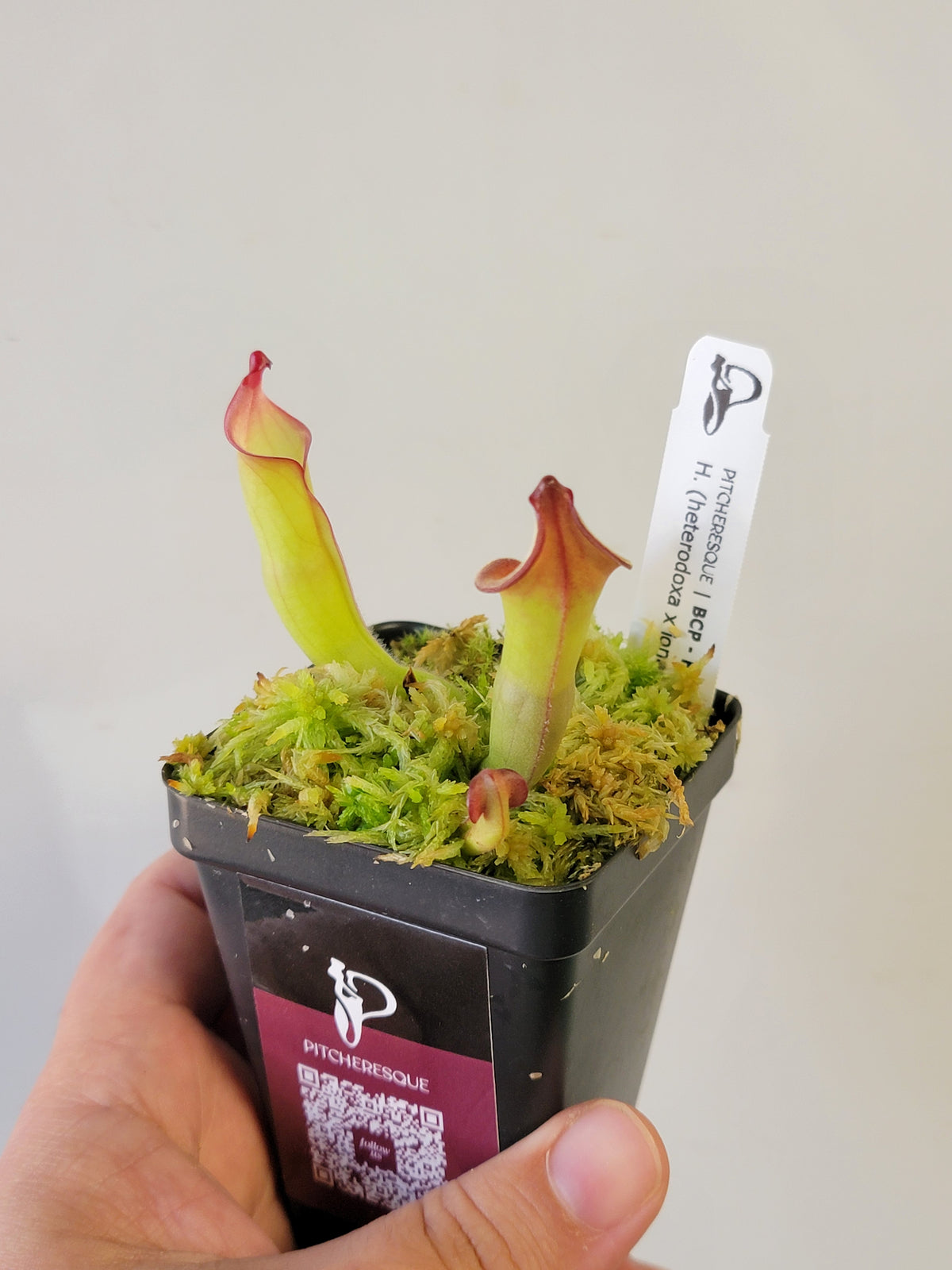 Heliamphora heterodoxa x ionasii BCP