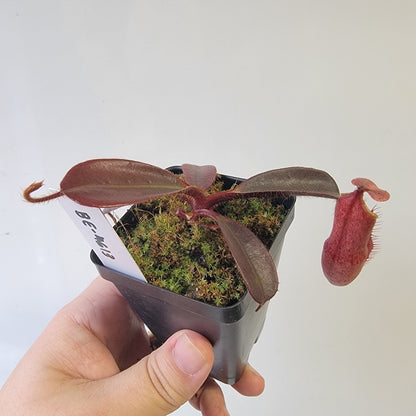 Nepenthes peltata BE *Select Clone*