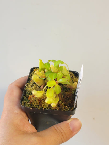 Nepenthes clipeata x reinwardtiana BCP