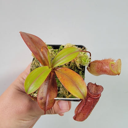 Nepenthes ventricosa x attenboroughii BE