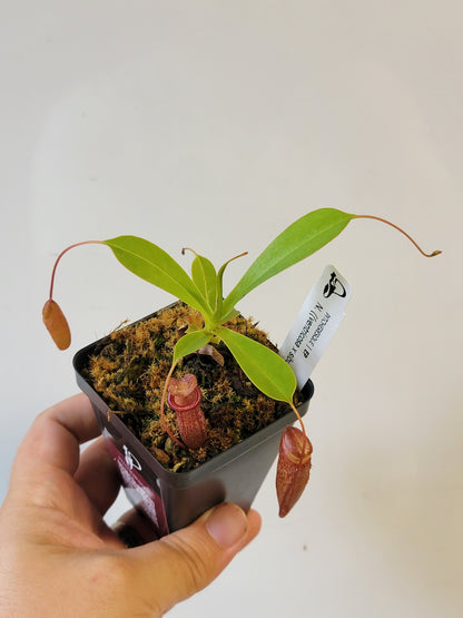 Nepenthes ventricosa x sibuyanensis x flava EP