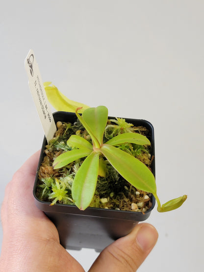 Nepenthes reinwardtiana BE