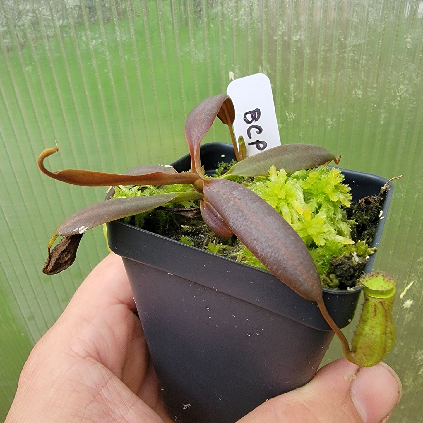 Nepenthes ceciliae BCP