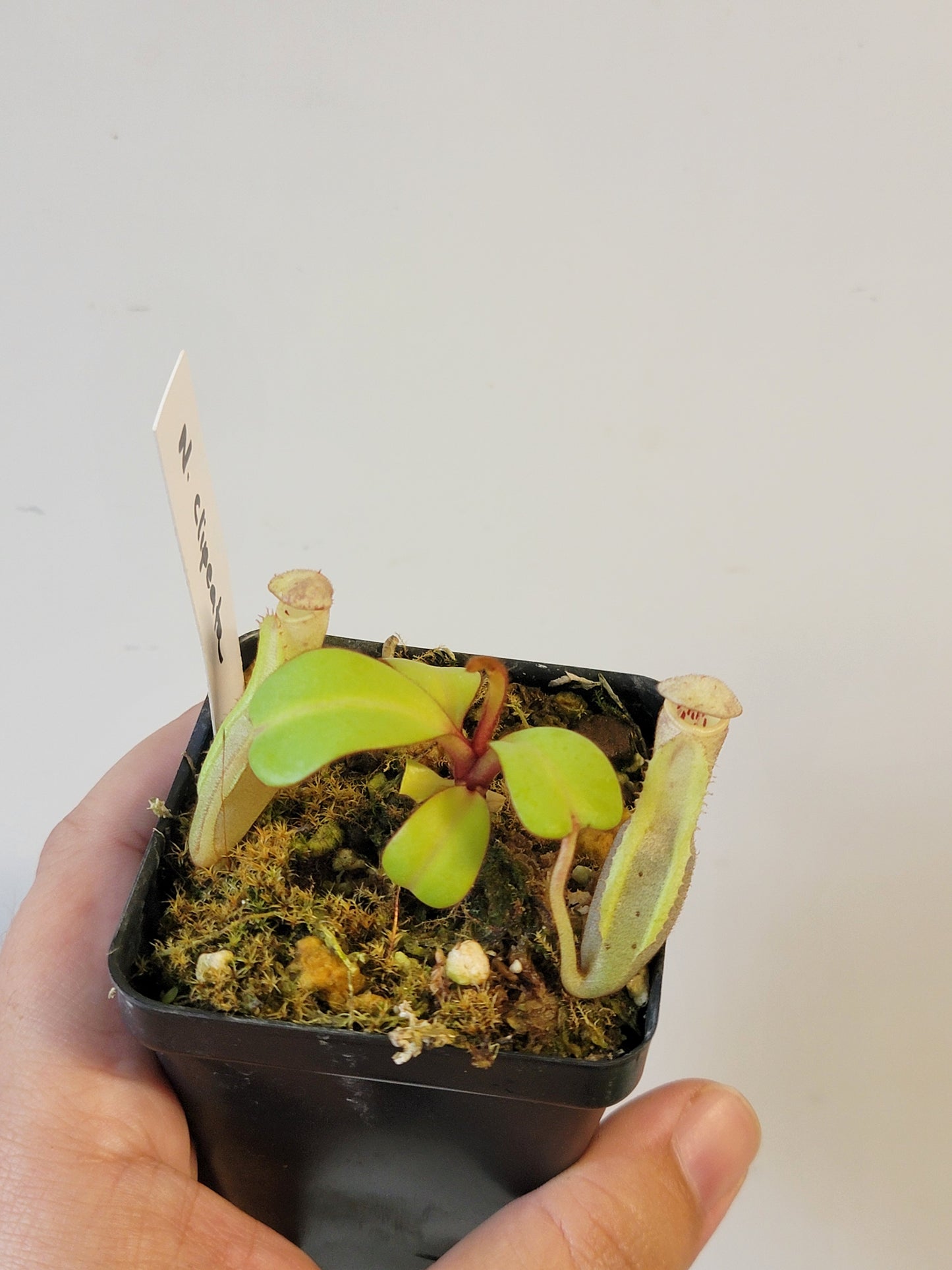 Nepenthes clipeata BE