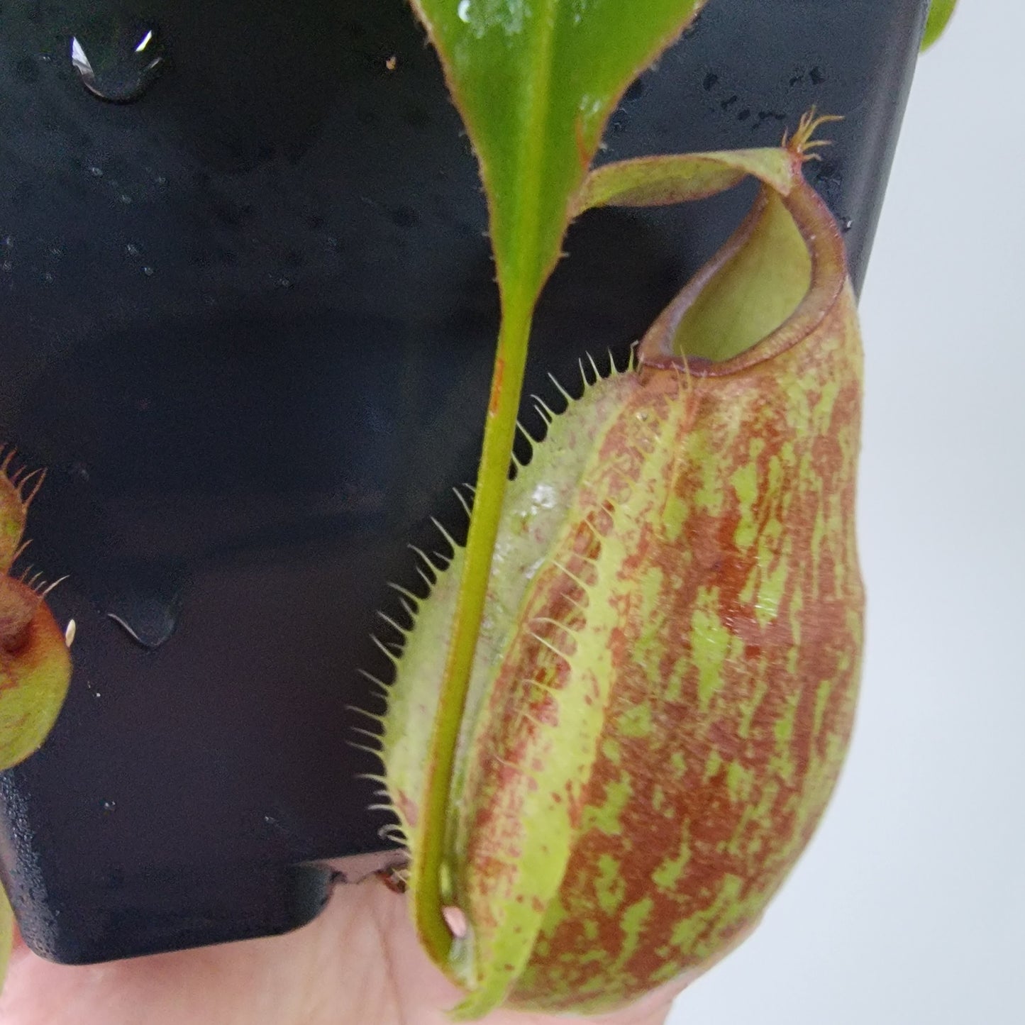 Nepenthes viking x lowii x campanulata 'Giant' PP