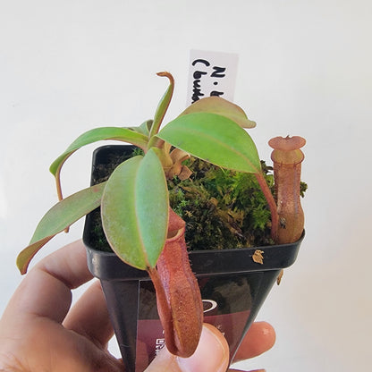 Nepenthes burkei x burbidgeae x edwardsiana BE
