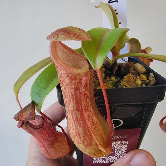 Nepenthes x Mata Hari LN