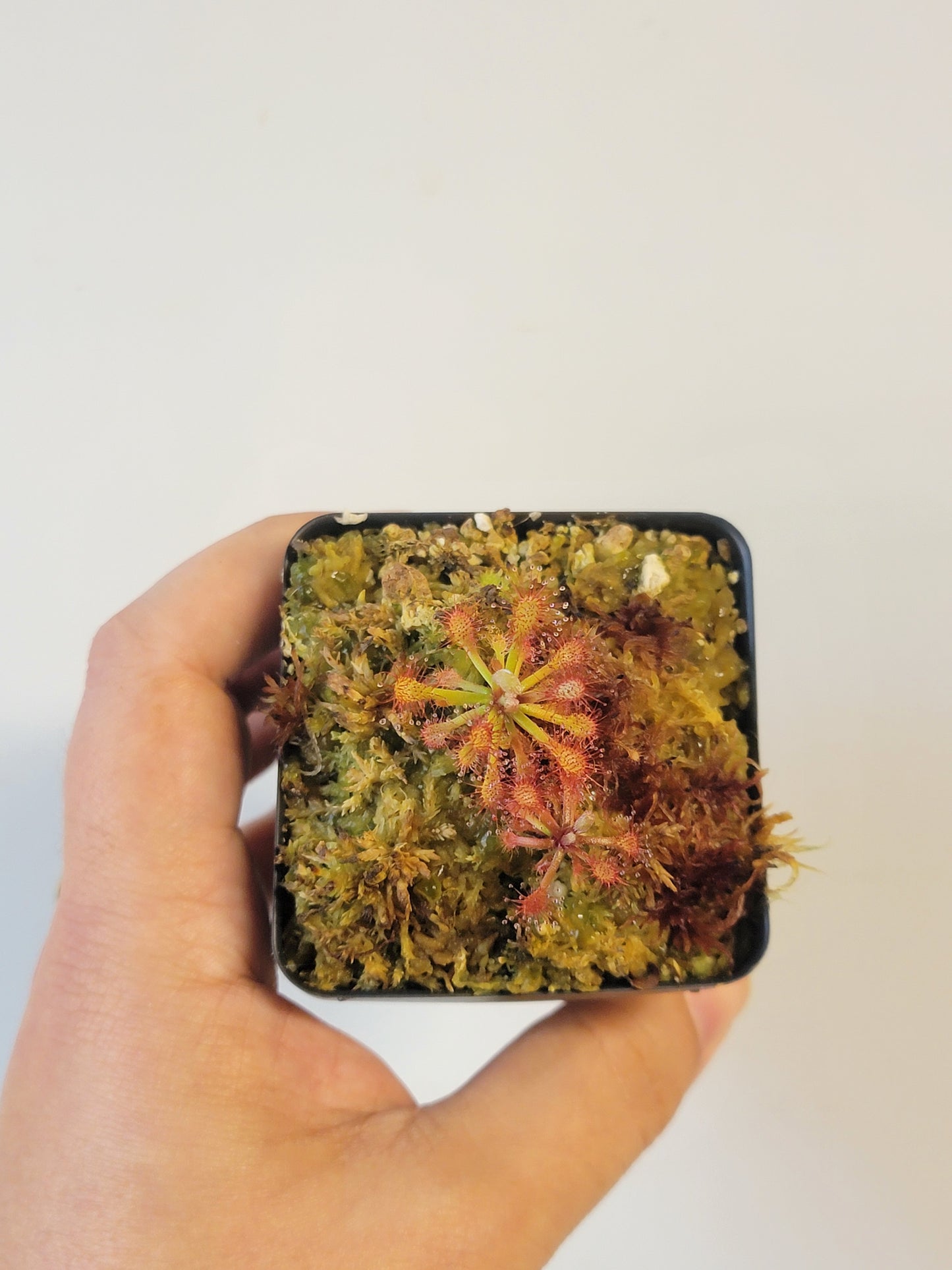 Drosera aff. roraimae BCP