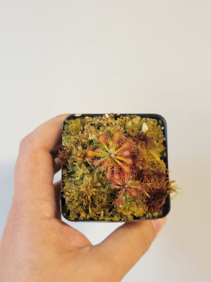 Drosera aff. roraimae BCP