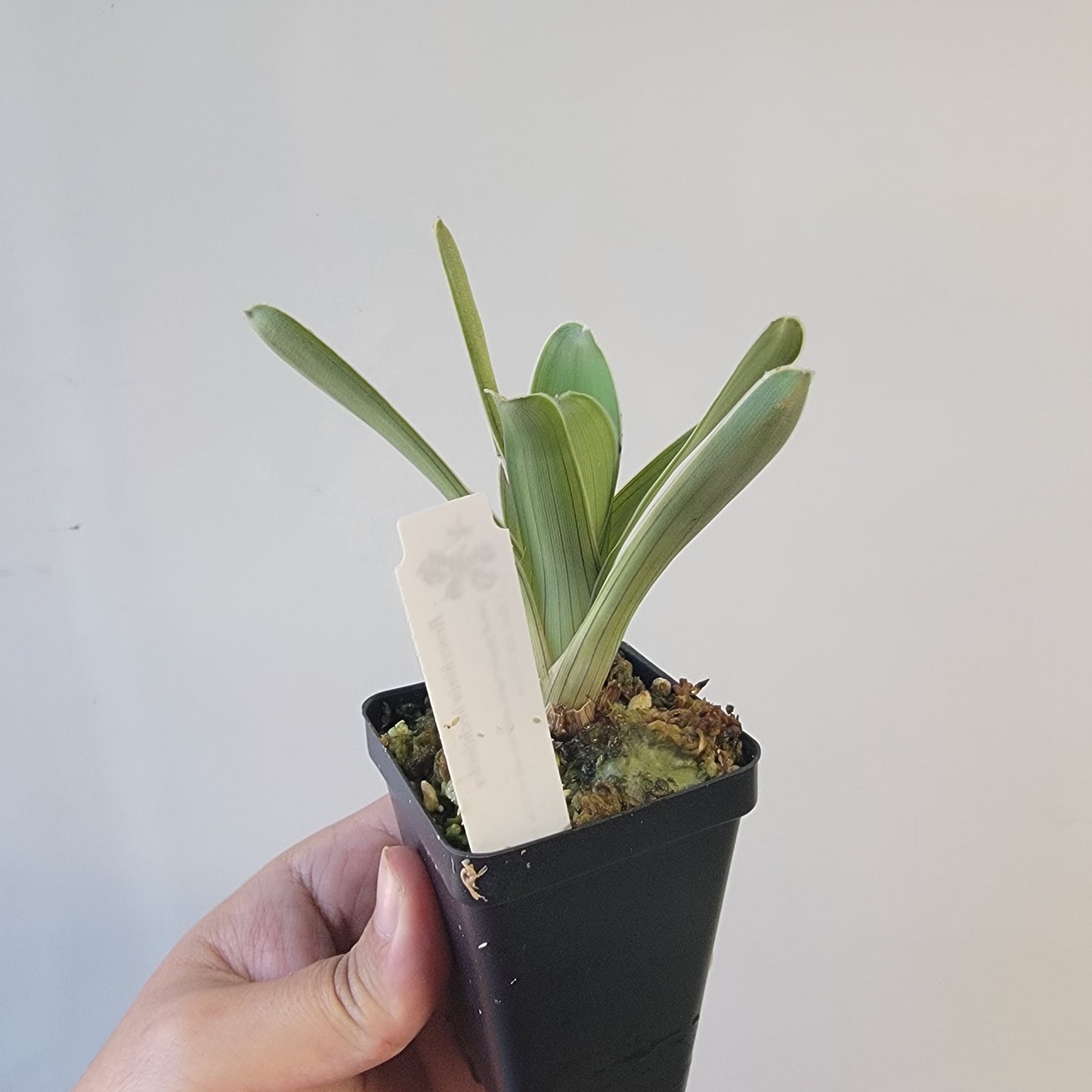Brocchinia hechtioides (pygmy form) BCP