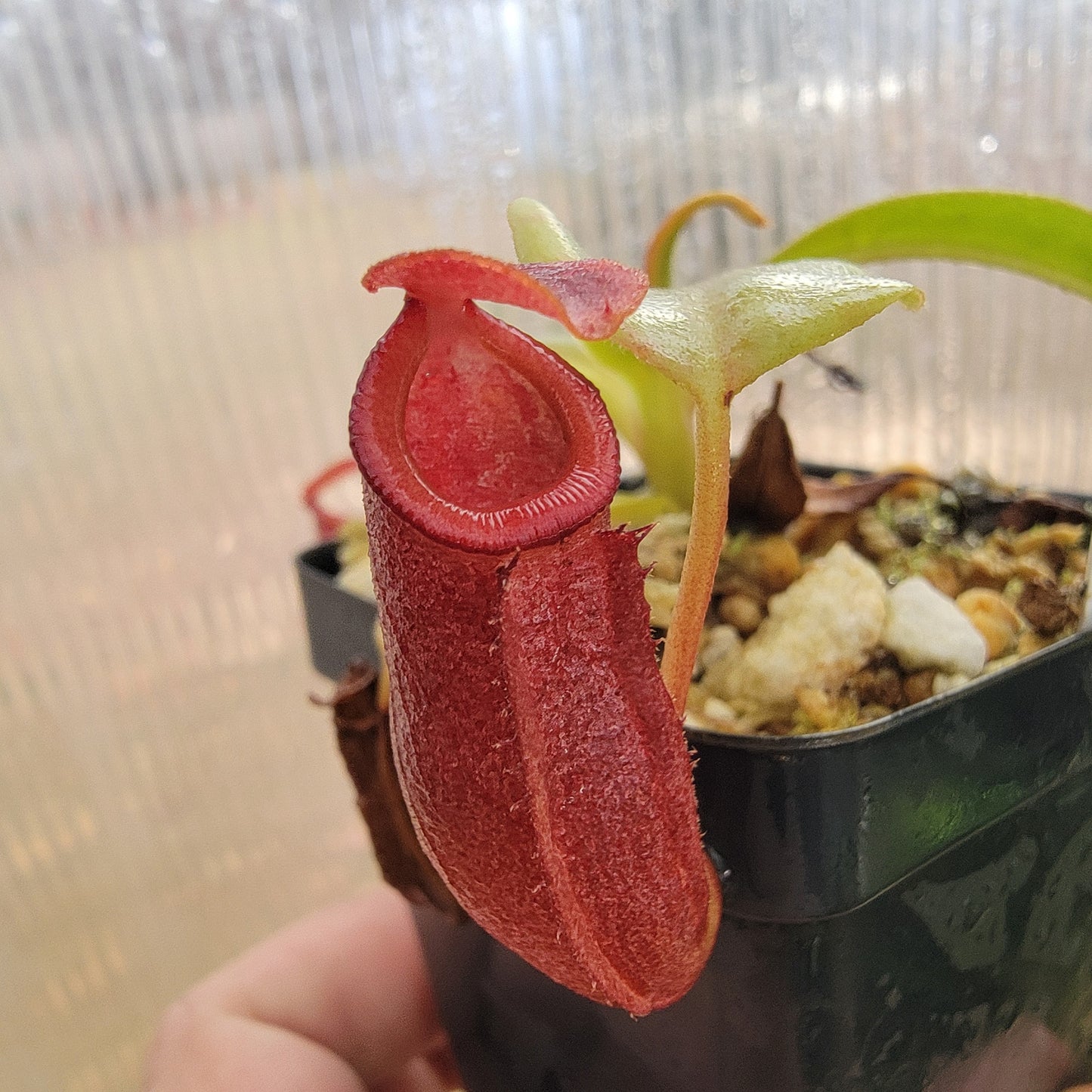 Nepenthes robcantleyi x jacquelineae BE