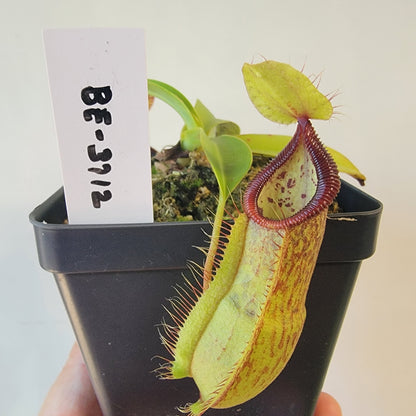 Nepenthes spathulata x hamata 'Tambusisi' BE