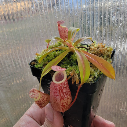 Nepenthes glabrata x veitchii BE