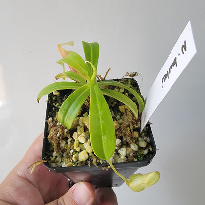 Nepenthes burkei BE
