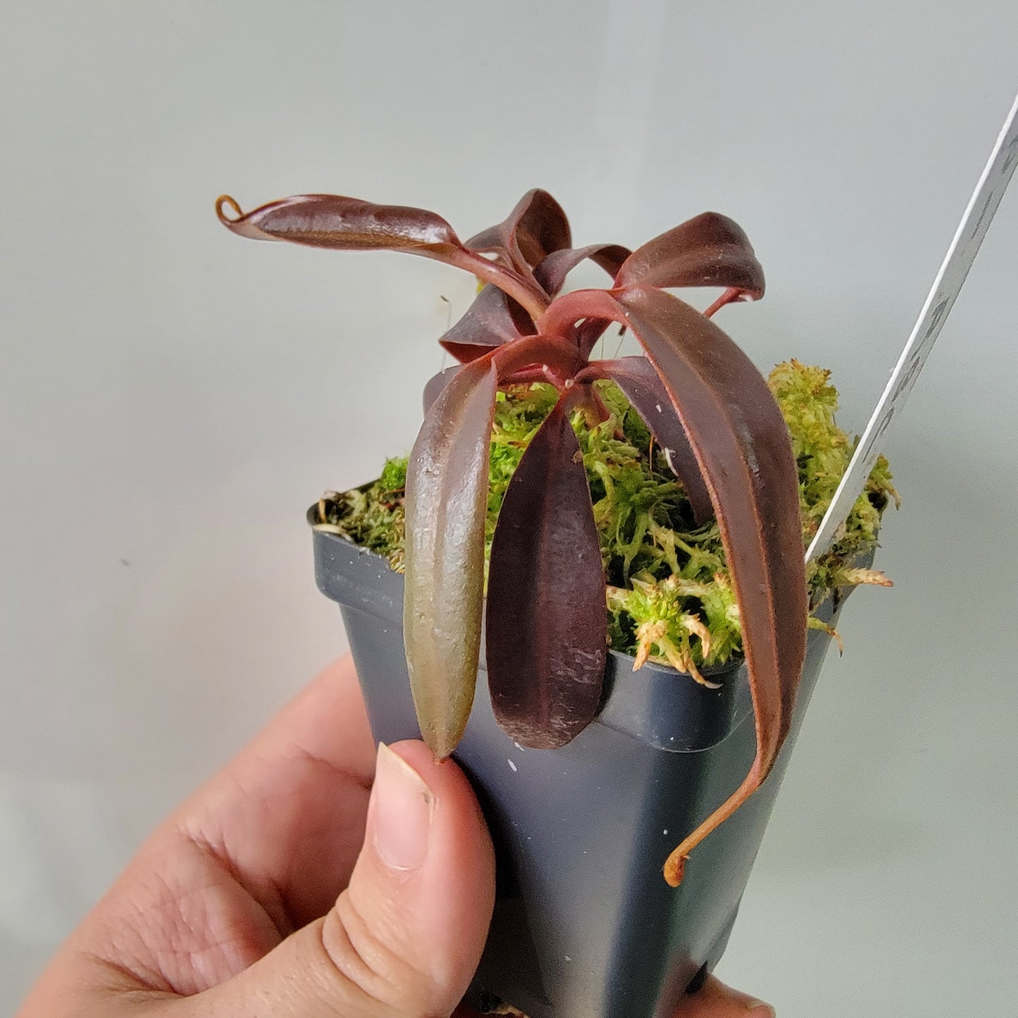 Nepenthes ceciliae BCP