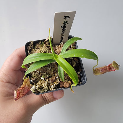 Nepenthes singalana x hamata BE