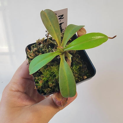 Nepenthes burkei x burbidgeae x edwardsiana BE