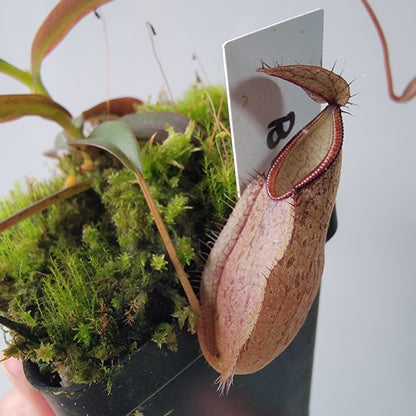 Nepenthes tentaculata BE