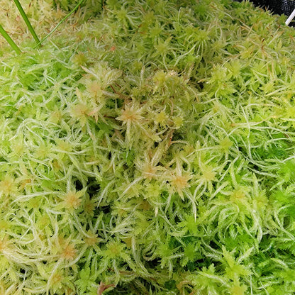 Sphagnum moss live 1 QT