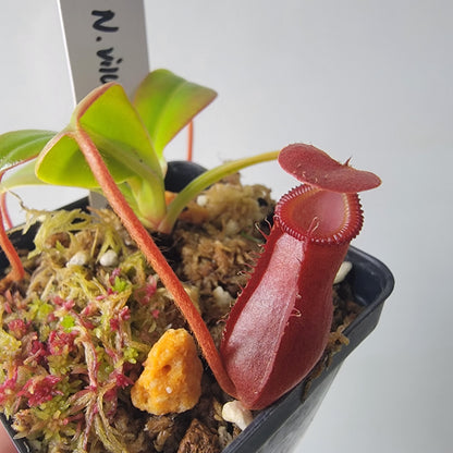 Nepenthes villosa x ventricosa BE
