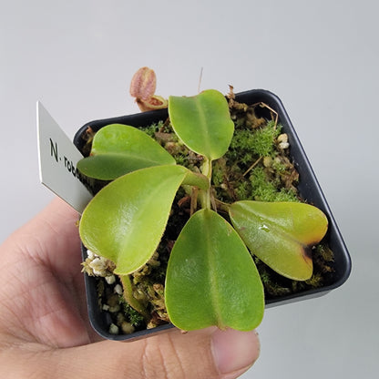 Nepenthes robcantleyi x veitchii 'Sungai Samba' BE