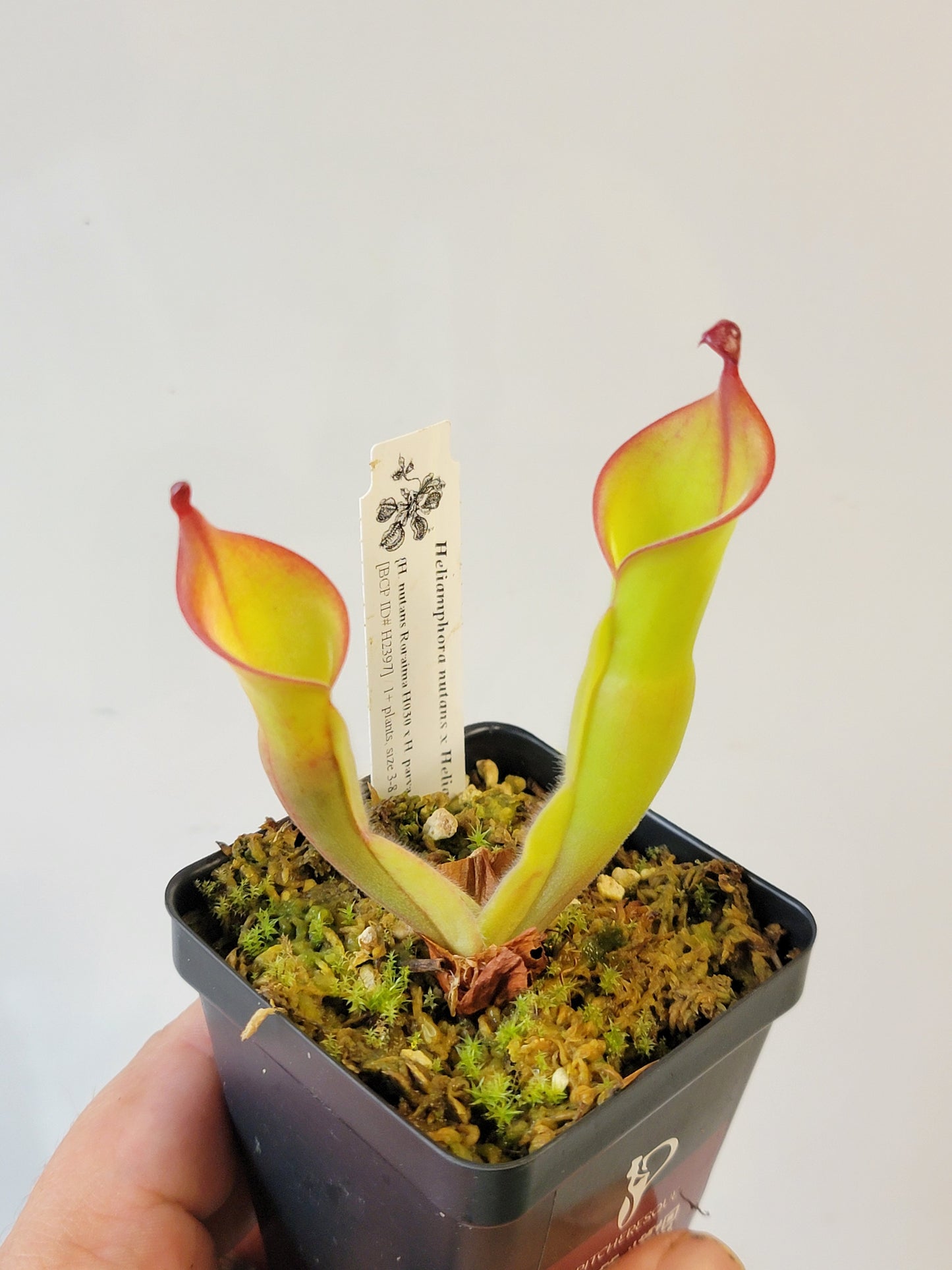 Heliamphora nutans x parva BCP