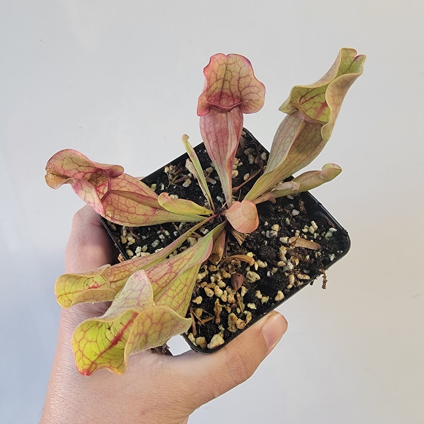 Sarracenia purpurea ssp. venosa 4"