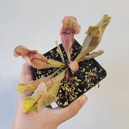 Sarracenia purpurea ssp. venosa 4"