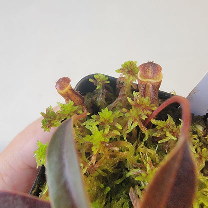 Nepenthes alba BCP
