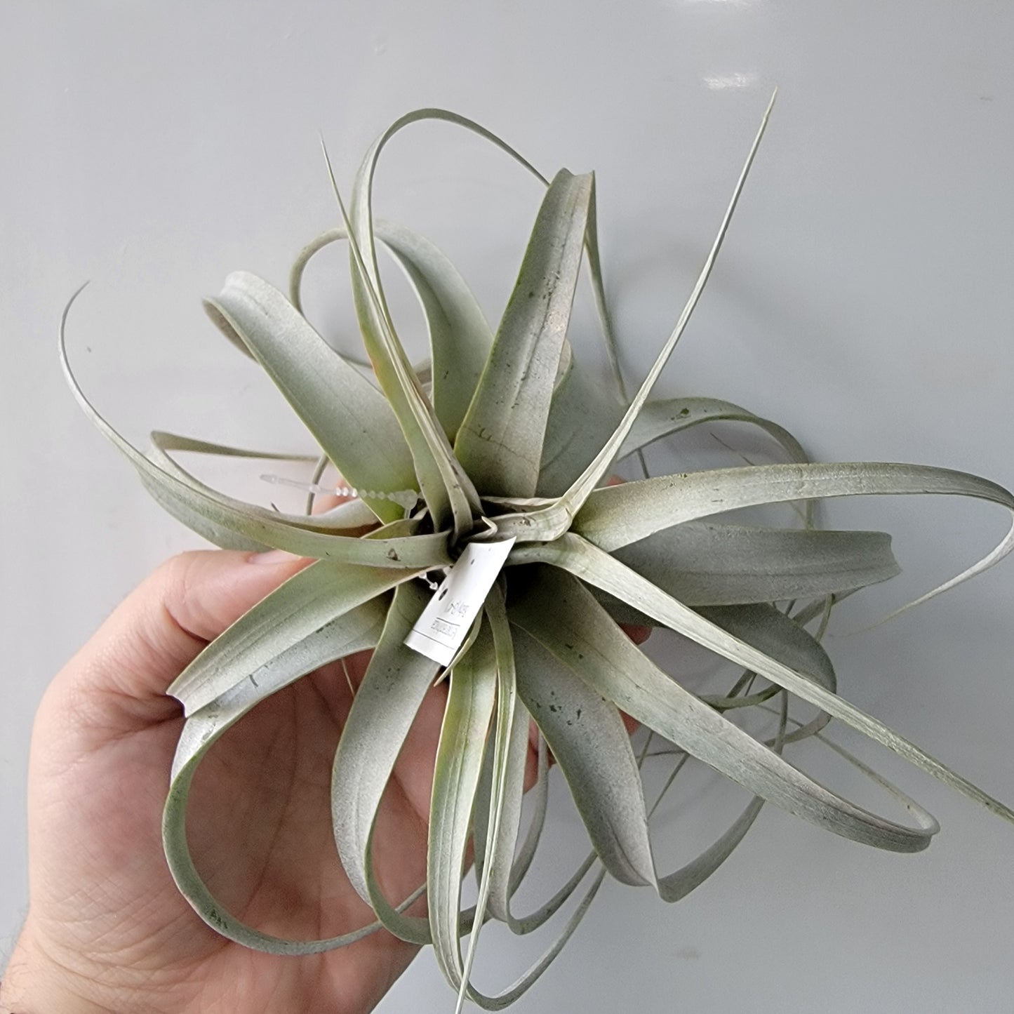 Tillandsia xerographica 6"