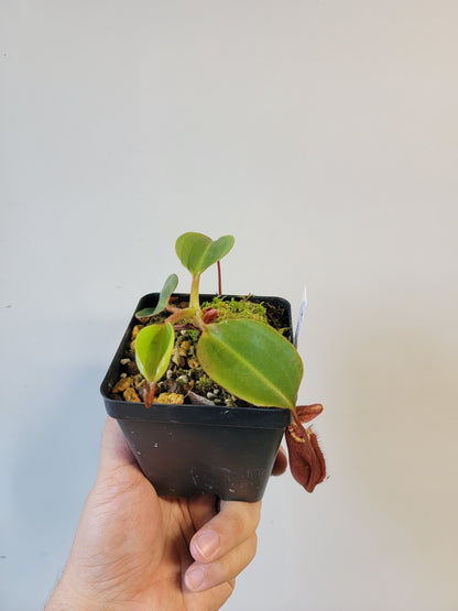 Nepenthes robcantleyi x palawanensis BE
