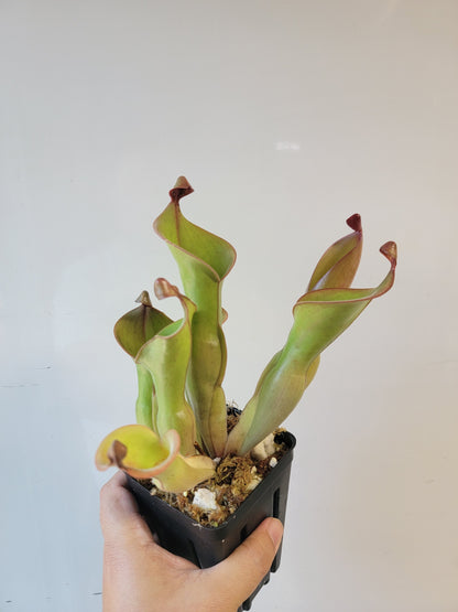 Heliamphora nutans x glabra 'Giant'