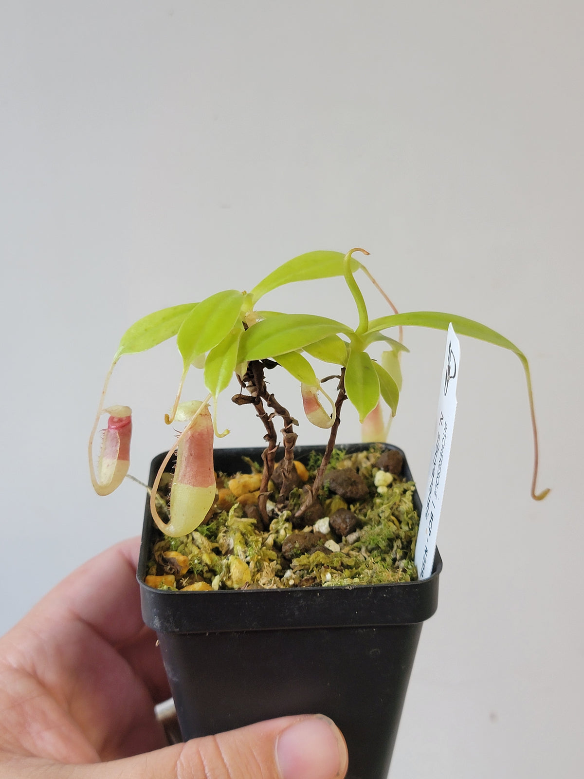 Nepenthes sibuyanensis BCP
